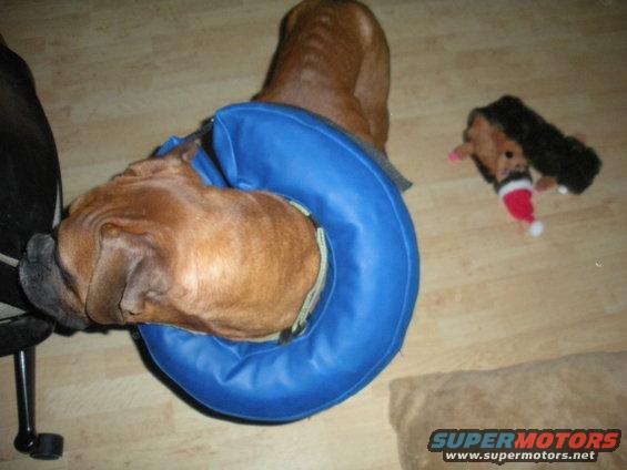 Brown dog wearing a blue inflatable cone on a wooden floor next to a stuffed toy