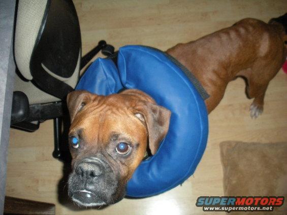 Boxer dog wearing a blue inflatable collar, looking at the camera