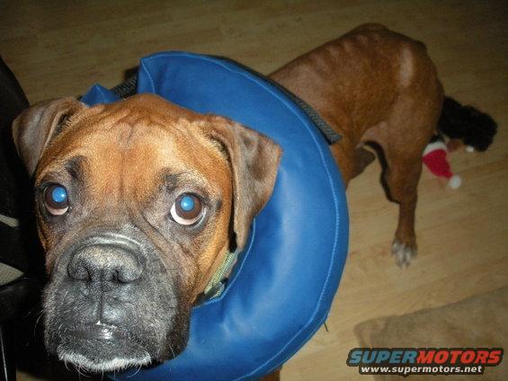 Boxer dog with blue cone collar and bright blue eyes looks at the camera