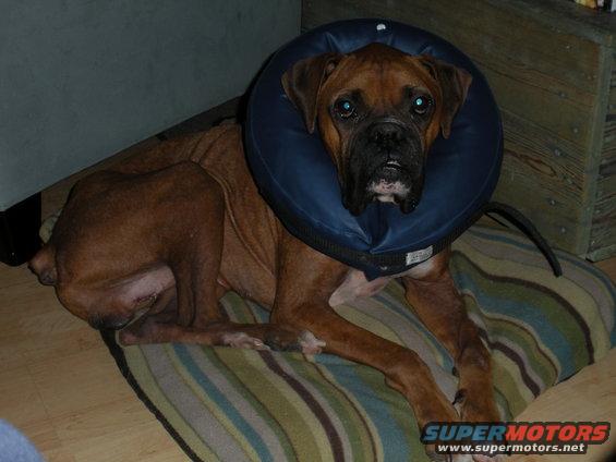 Boxer dog with blue inflatable collar lying on a striped cushion