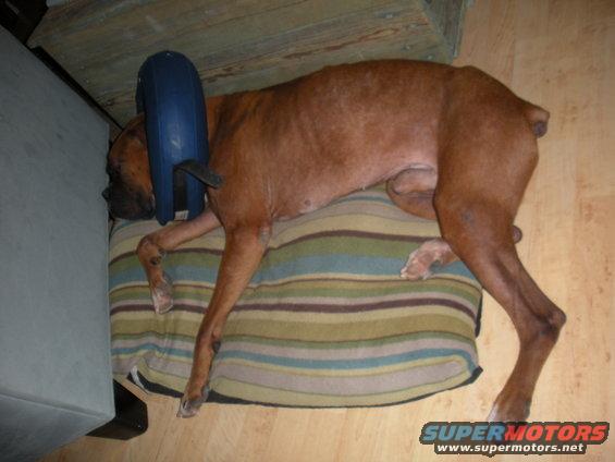 Brown dog with a blue cone around its neck is sleeping on a striped cushion