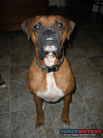 Boxer dog sitting on a tiled floor, wearing a collar
