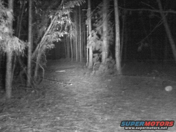 Forest path at night with trees and foliage. Supermotors.net logo visible