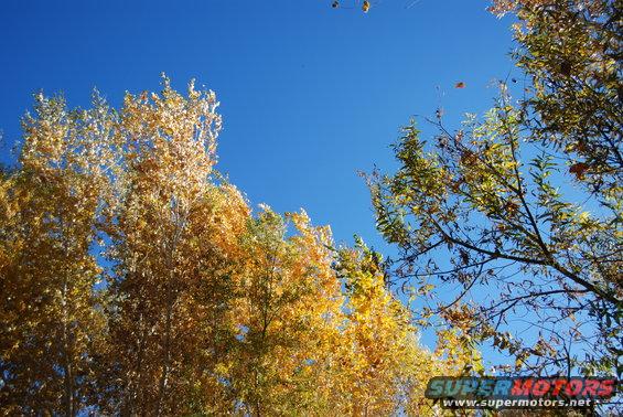 Trees with yellow and green leaves against a bright blue sky