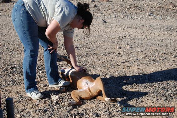 Person petting a brown dog lying on its back on a gravelly surface. Watermark reads SUPERMOTORS.NET