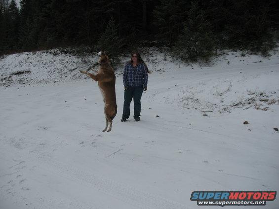 Dog on hind legs in snow, person standing behind it