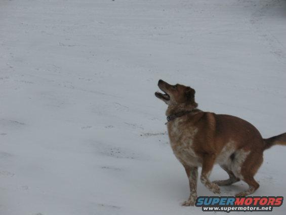 Dog looking up in a snowy field