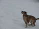 1995 Ford Bronco - A dog stands in the snow, looking upwards with its mouth open.