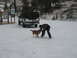 1995 Ford Bronco - A person interacts with a dog in a snowy area next to a Ford pickup truck.