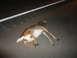2006 Dodge 2500 - A deer lies deceased on a highway at night, its body sprawled across the lane.