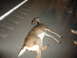 2006 Dodge 2500 - A deer lies deceased on the asphalt, its body positioned across the lane markings.