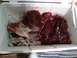2006 Dodge 2500 - Raw meat packed with ice in a white cooler.