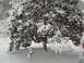 1972 Ford Ranchero - A tree is heavily laden with snow, with a watermark at the bottom right.