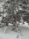 1972 Ford Ranchero - A winter scene with snow blanketing trees and the ground, a website watermark.