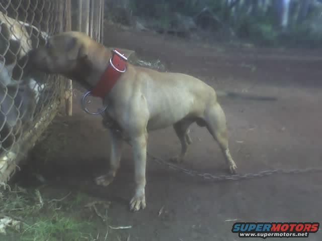 This is Berasis and Garners Red Express. Pure Chinaman/Homer blood off of Garners Little Frank from Norh Carolina. An Alligator! Chinaman, Spike, Homer, Boomerang, Rascal, Rascal Jr, Honeybunch,  Tombstone, Bolio, Eli all Champions, Grand Champions and producers of Champions and multiple serial killers in their day. Heavy concentrations of this blood in this brother/sister bred Bull. Blood that made pitbull history. We are proud to have him. Super long winded, kills golf cart batteries just trying to run him. Only 2 speeds, wide open or dead.