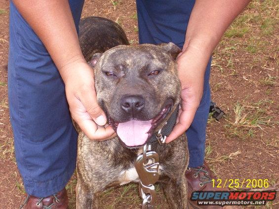 This is Berasis and Garners Rebel Girl. Champion Chinamans great grandaughter! Bred and fed alongside Red outta NC. Pure Chinaman blood, double bred daughter off of Garners Elmo. NASTY, NASTY, NASTY! Mouth like a Hyena and as rough as they come! Proven, certified, grade A, rolling ball of kitchen knives!! 47 lb bag of C4. Scrappah! 