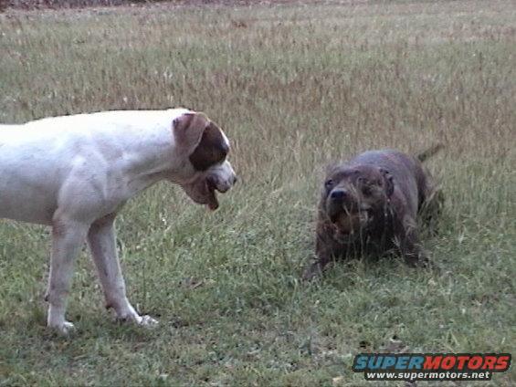 2620051-064.jpg Maka and Pono.