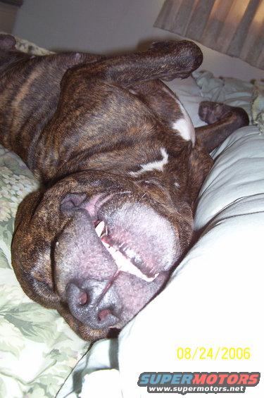 100_0205.jpg Pono after a hard night of binge drinkin.