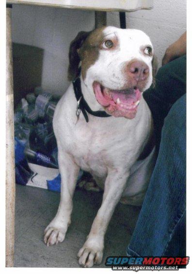 maka-retired.jpg Maka  today rested and living it up! Seen here at my moms house in Sept 2010 enjoying a well deserved retirement. This Boat Anchor was in the bush every single Sunday, Tuesday and holiday for a little over 4 years with breaks coming only from being half dead and she was STILL scratchin ta get back! Went head on and toe to toe with her first boar at just 6 months old. Relentless prey drive and pain tolerance even for a Bull. Athletic, intelligent and unquestionably GAME! She left nothing else to be desired.