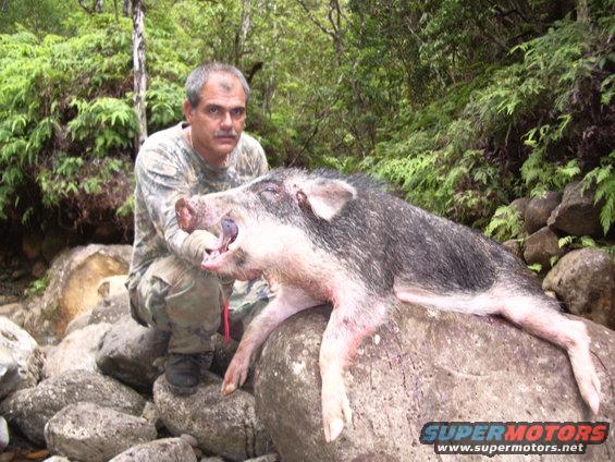 Man in camouflage holding a large wild boar on a rock in a forest setting. Watermark reads www.supermotors.net