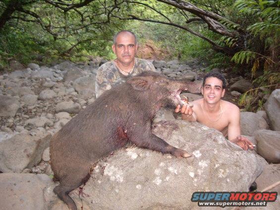 Two guys posing with a dead wild boar on rocks near a stream