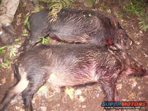 Two dead wild boars lying on the ground, one on top of the other. Blood is visible on their fur. A person's legs and boots are visible on the left