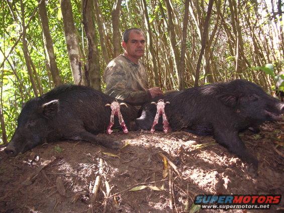 DeLimas typical Saturday morning, 4 hogs.