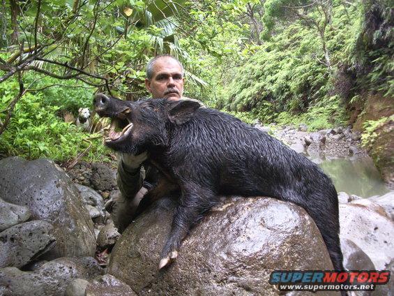 Man with large wild boar, two dogs visible in lush green foliage behind him