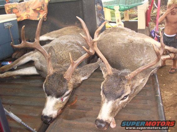 Richies rare 8 point Kauai blacktail and a 4 pointer.