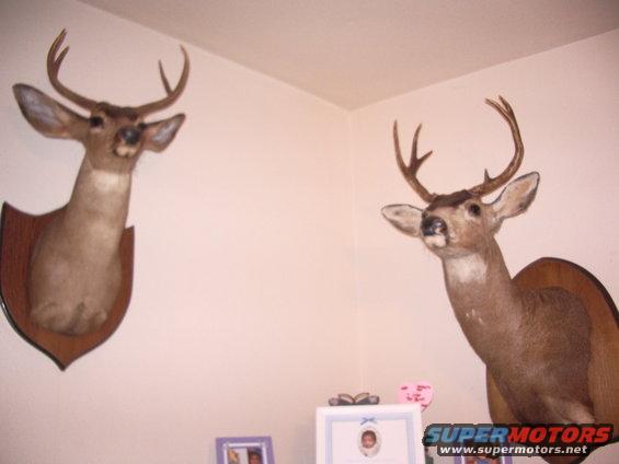 imgp0737.jpg Tobys house