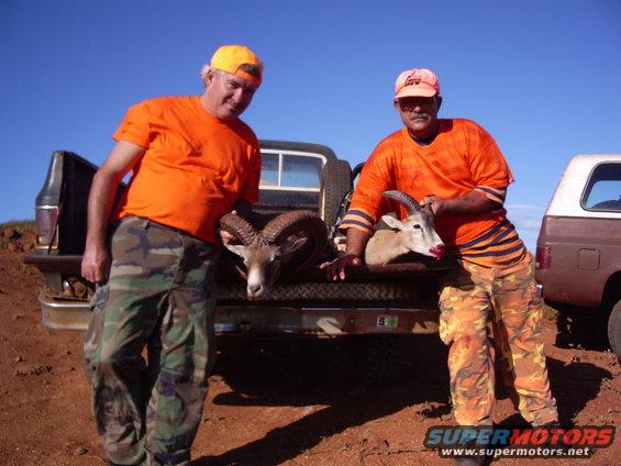 Curt and Richie , 31 inch full curl ram