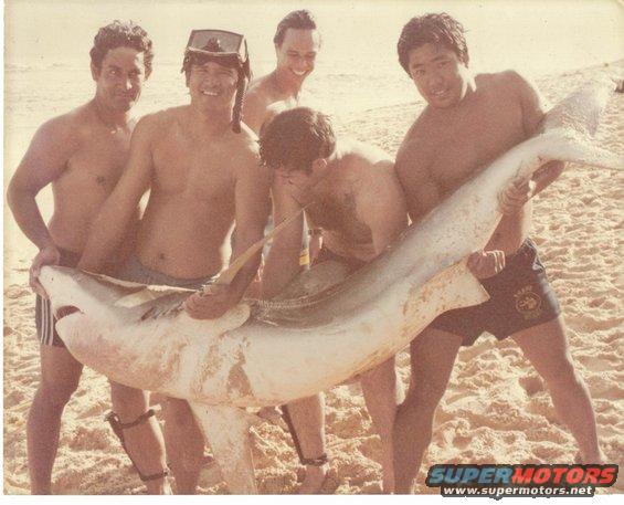 shark-at-mokuleia.jpg Norman Helsham, my father in law Reuben Tambalo, Mike Forehan, Pat Oda, and Skippy Dole with a shark caught in Reubens net at Mokuleia, North Shore, Oahu. Reuben made shark steaks that day.