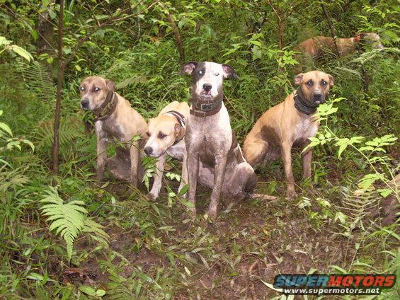 Kamaile, Paakiki aka Pepe, Maia, Paio and Imi in back being stuck up.