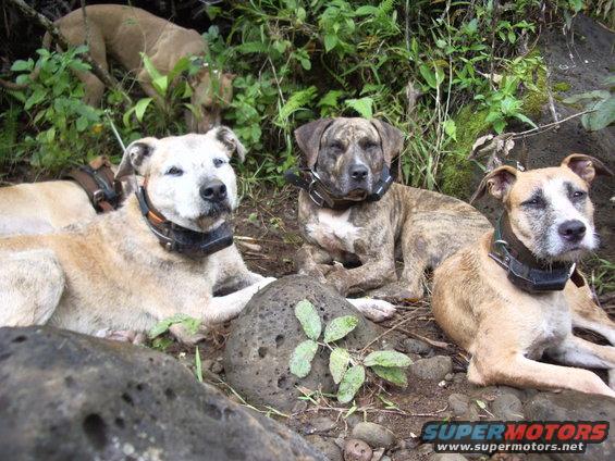 imgp0631.jpg 14 year old Ipo, his son 10 yr old Nui, and Molly with Kamaile in back.