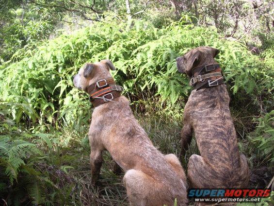 Father and son 14 yr old Ipo and 10 yr old Nui still bringing home bacon.