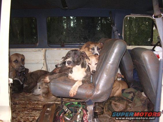 imgp0655.jpg Delimas 5 Star Limo accomodations from kennel to mountain. Duke at center.