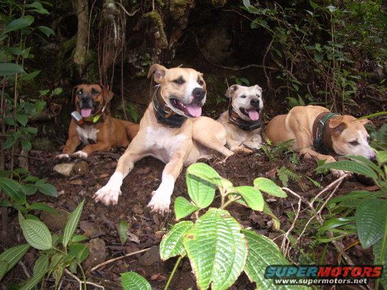 imgp0698.jpg Haole, Paakiki (Pepe), Ipo, Sammy.