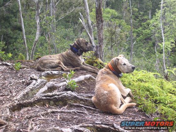 imgp0861.jpg 10 year old Nui and his father, 14 year old Ipo. These 2 are still strong today.