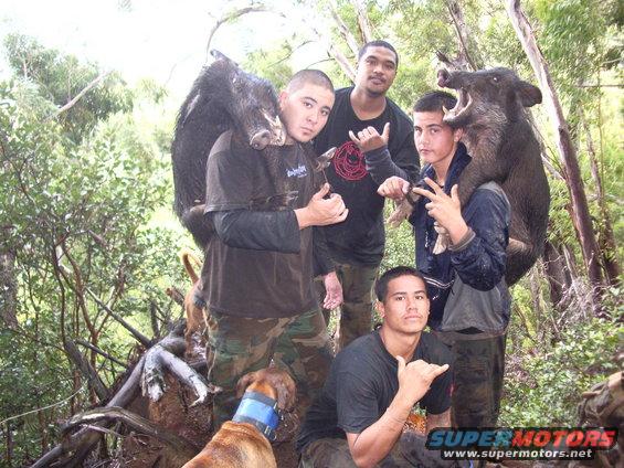Hunters with two wild boars slung over shoulders in wooded area
