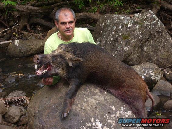 Man holding a wild boar on rocks near a stream
