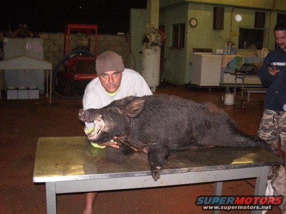 Wild boar on metal table, man holding its head, another man in background