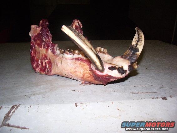 Animal jawbone with tusks and bloody tissue