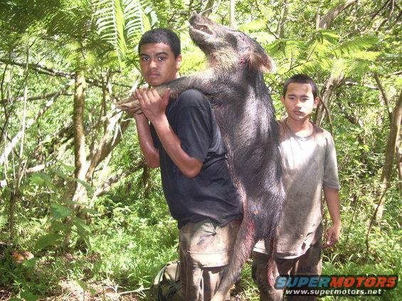Two young men carry a large wild boar through a forest