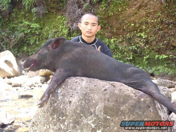 Wild boar lying on a rock with a man behind it