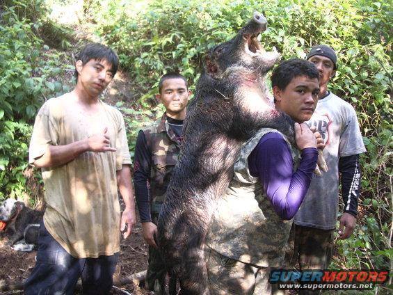 Four men in a wooded area carrying a large wild boar. A dog is visible on the left