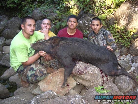 Wild boar lying on rocks with four men around it