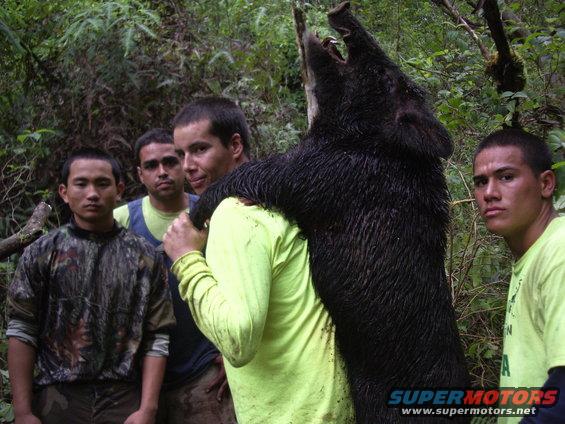 Four guys in a forest carrying a large wild boar
