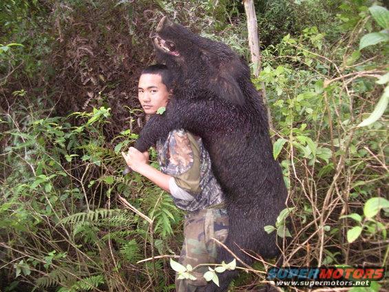 Man carrying a large wild boar over his shoulders in a wooded area