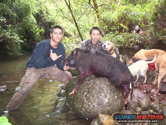 Wild boar on a rock with two men and four dogs in a forest stream