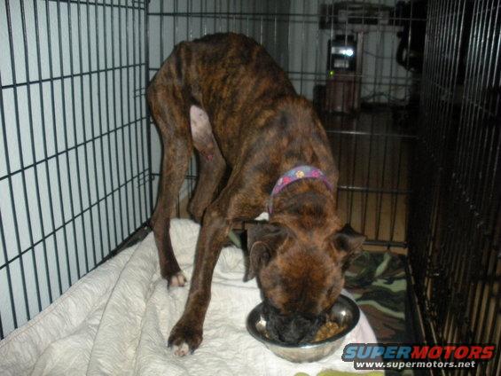 Brindle dog eating from a metal bowl inside a wire crate
